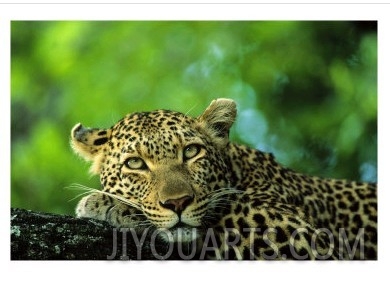 Leopard, Malamala Game Reserve, South Africa