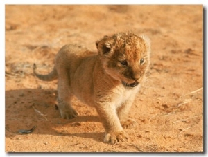 Lion Cub in Africa