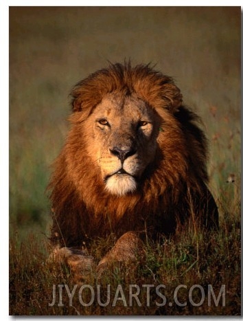 Lion, Masai Mara National Reserve, Rift Valley, Kenya