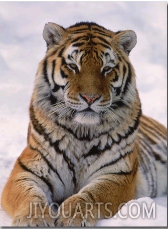 Siberian Tiger in Snow, Panthera Tigris Altaica