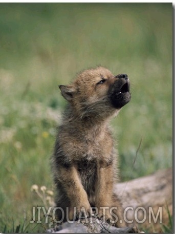A Wolf Pup Sits up to Howl