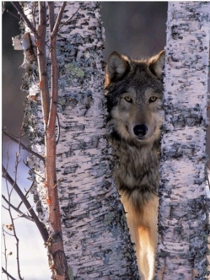 Gray Wolf Near Birch Tree Trunks, Canis Lupus, MN