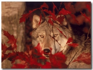 Gray Wolf Peeking Through Leaves