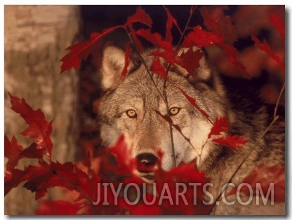 Gray Wolf Peeking Through Leaves