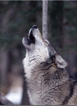 Grey Wolf Howling, Canis Lupus