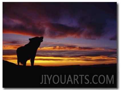 Silhouette of a Gray Wolf at Sunset