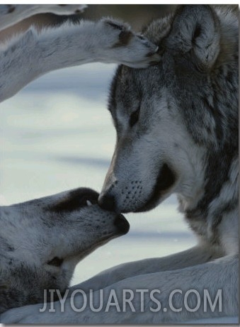 Two Gray Wolves Touch Noses during a Tender Moment