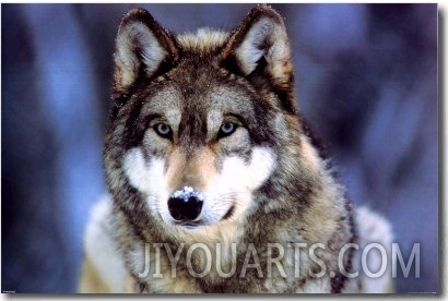 WWF   Grey Wolf