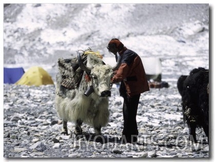 Yak and Sherpa, Nepal