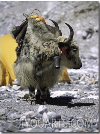 Yak in Tibet