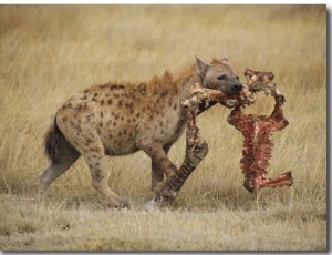 A Spotted Hyena Carries a Piece from a Zebra Carcass