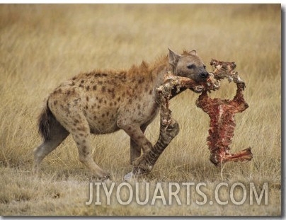 A Spotted Hyena Carries a Piece from a Zebra Carcass
