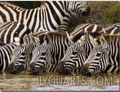 Plains Zebra, Serengeti National Park, Shinyanga, Tanzania
