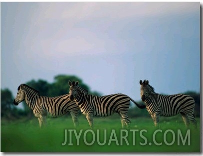 Portrait of Three Zebras in Profile