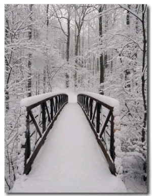 A View of a Snow Covered Bridge in the Woods