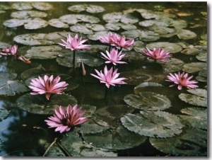 Beautiful Pink Lotus Water Lilies Bloom in a Canal in Bangkok