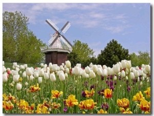 Mi, Holland Tulip Festival, Windmill and Flowers
