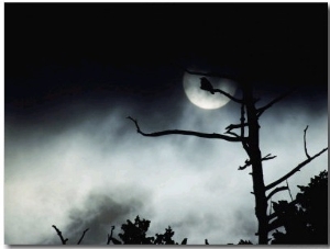 Dead Tree Silhouetted against a Full Moon