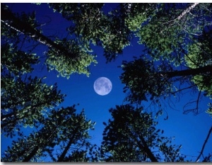 Full Moon and Lodgepole Pines in Tenmile Range, Rocky Mountain National Park, Colorado, USA