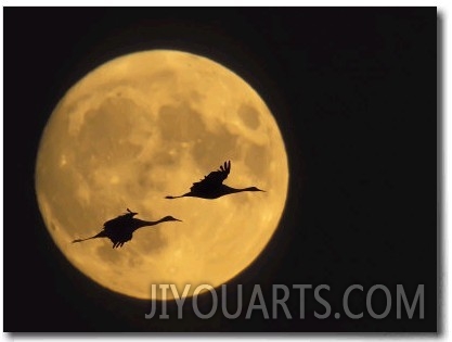 Sandhill Cranes Flying in Front of Full Moon, Bosque Del Apache National Wildlife Reserve