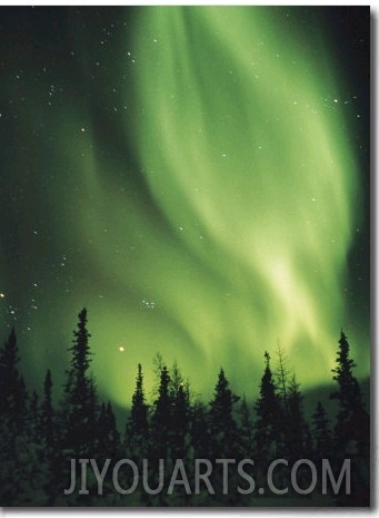 The Aurora Borealis Shimmers in the Sky Above Silhouetted Evergreeens