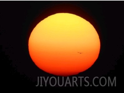 Silhouette of Bird Flying in Front of Sun Globe, Ft. Myers, Florida, USA