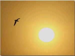 Silhouette of Flying Ring Billed Gull at Sunrise, Merritt Island National Wildlife Refuge