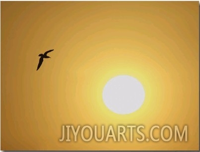 Silhouette of Flying Ring Billed Gull at Sunrise, Merritt Island National Wildlife Refuge
