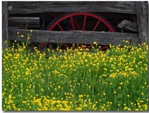 Buttercups and Wagon Wheel, Pioneer Homestead, Great Smoky Mountains National Park, N. Carolina, US