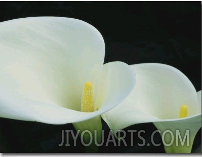 Close View of a Pair of Calla Lilies