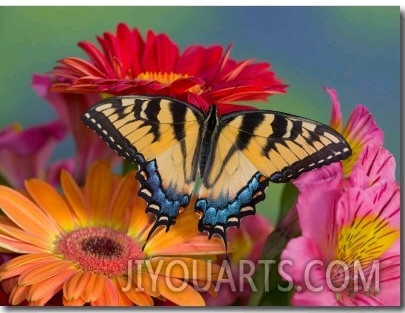 Eastern Tiger Swallowtail Female on Gerber Daisies, Sammamish