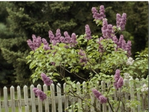 Lilac Blossoming Near a Fence