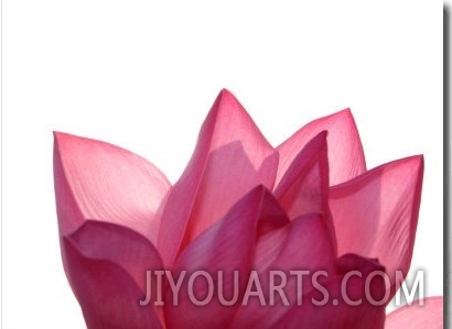 Lotus Flower in Full Bloom