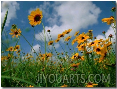 Wild Sunflowers in a Field