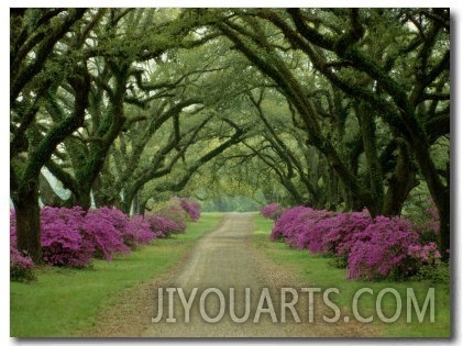 A Beautiful Pathway Lined with Trees and Purple Azaleas