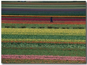 A Man Helps Tend Six Million Tulips at Keukenhof in the Netherlands