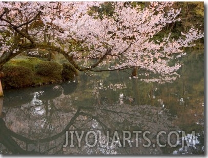 Cherry Blossom, Kenrokuen Garden, Kanazawa City, Ishigawa Prefecture, Honshu Island, Japan