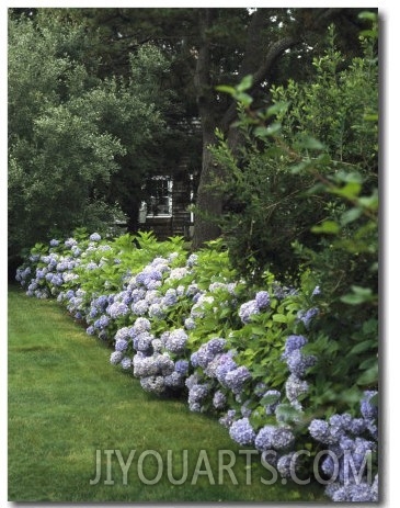 Hydrangeas in Bloom Along a Landscaped Yard