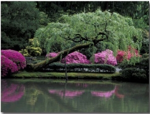 Reflecting pool and Rhododendrons in Japanese Garden, Seattle, Washington, USA