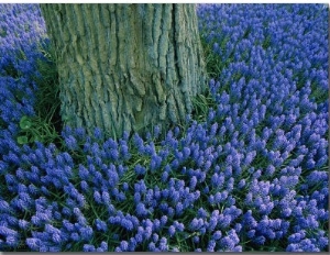 The Base of a Tree Trunk is Surrounded by Lavender Muscari Inside the Keukenhof Flower Park