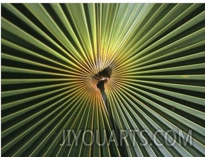 A Close View of a Palm Frond