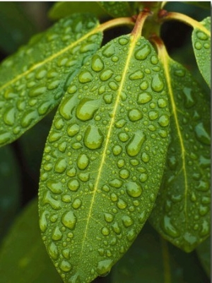 A Close View of Raindrops on Rhododendron Leaves