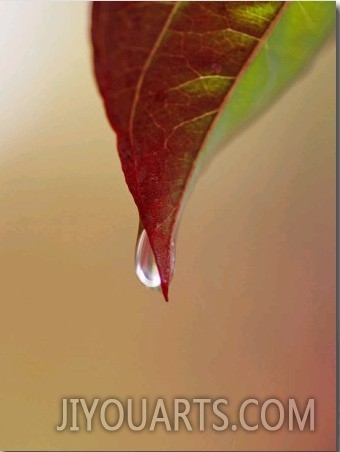 A Raindrop Clinging to the Tip of a Dogwood Leaf in Autumn