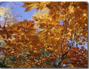 Brilliant Yellow Japanese Maples (Acer Japonicum) Exhibit Fall Colors