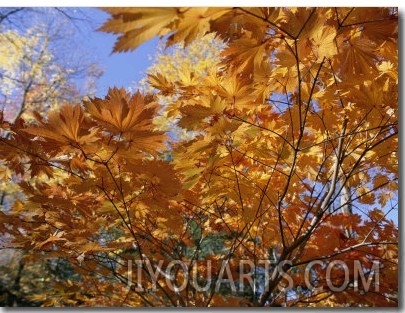 Brilliant Yellow Japanese Maples (Acer Japonicum) Exhibit Fall Colors