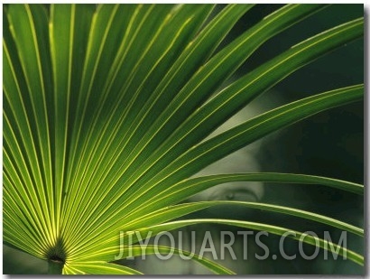 Close View of a Palm Frond