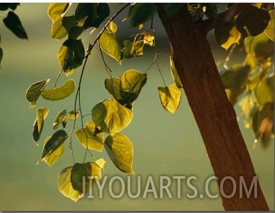 Close View of a Tree Branch and Leaves