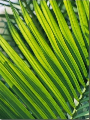 Close View of Palm Fronds