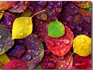 Multi Colored Aspen Leaves with Rain Drop