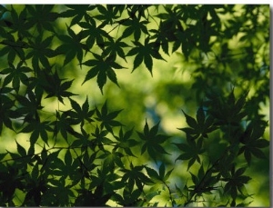 Silhouette of Japanese Maple Leaves
